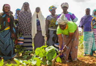 Zalissa, entourée des autres femmes, laboure les plants de gombo