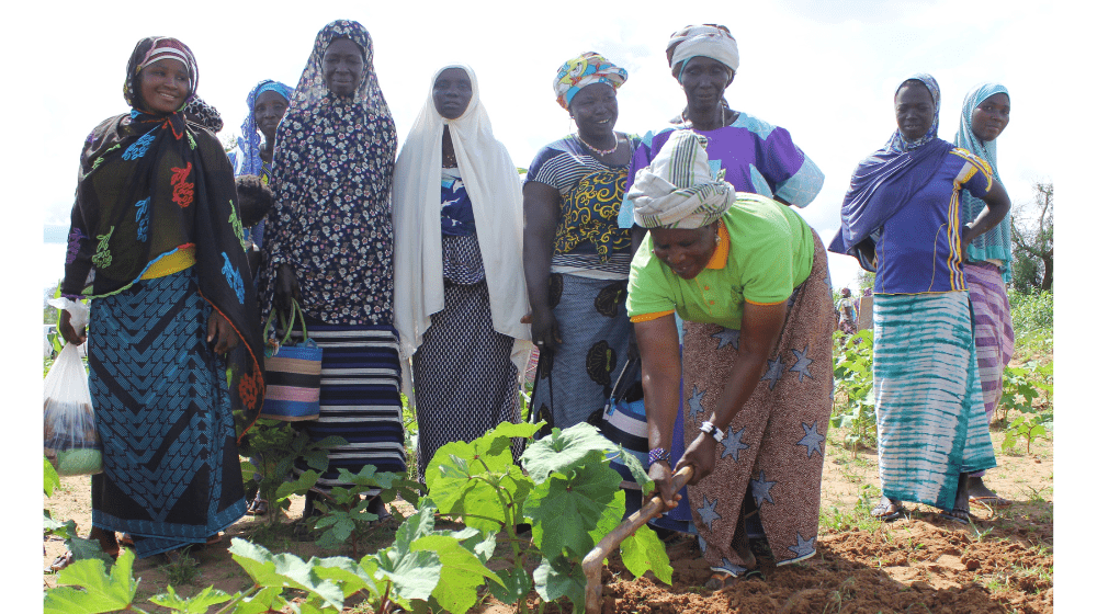 Zalissa, entourée des autres femmes, laboure les plants de Gombo